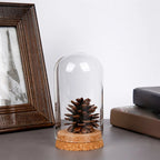 Glasglocke mit Holzsockel – Deko Vitrine Ø15cm | CalveraHome - CalveraHome